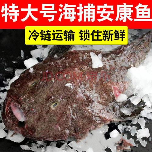 新鲜安康鱼海捕鲜活鮟鱇鱼海鲜水产灯笼鱼丑鱼蛤蟆鱼冷冻海鱼批发 姬