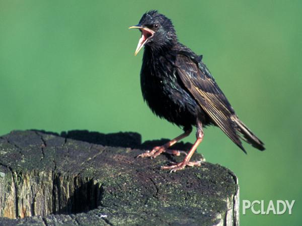 如何训练八哥鸟