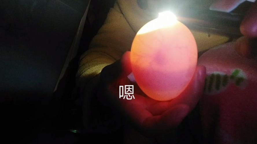 鹅蛋孵化,每天翻蛋和七天照蛋
