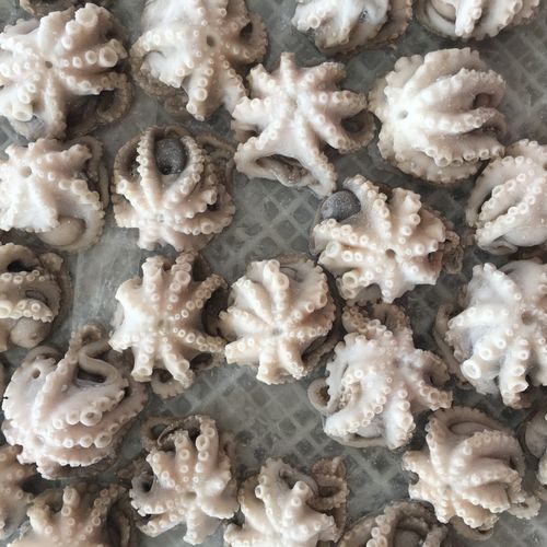 冷冻短章鱼,三去小章鱼,翻花小章鱼,迷你小章鱼,迷你小八爪鱼