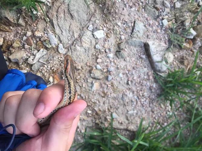 寄生虫小王子——红纹滞卵蛇