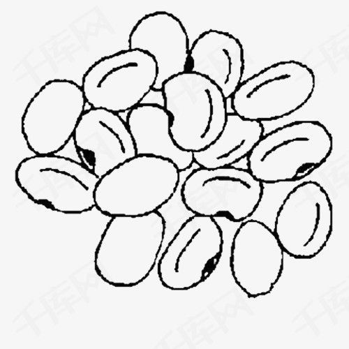 河蚌乌贼蜗牛共同具有的特点是成长的黄豆手绘一株大豆怎么画大豆的