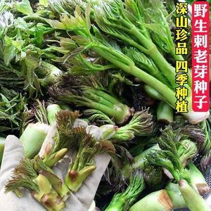 800人付款淘宝纯野生龙芽檧木中药材新鲜晒干野生刺龙芽根刺老芽根龙