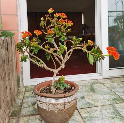 养长寿花做到2点变成老桩开花更美花量更大繁花似锦