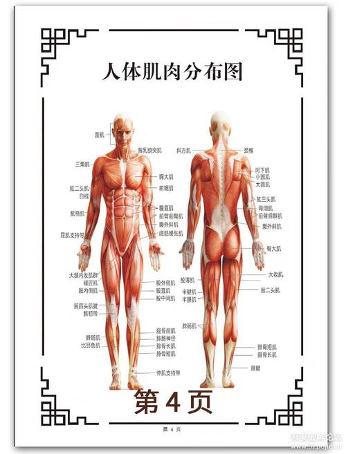 人体肌肉分布图帮忙找一下谢谢