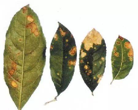 桂花常见的病害大都发生在叶部,主要有桂花褐斑病,桂花枯斑病,桂花