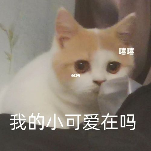看看我的小宝贝在吗_表情包_宠物_猫咪_可爱表情包_素材_表情包