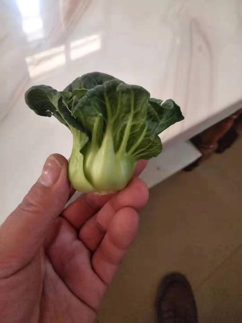 小白菜 汕研新品种上海青梗菜青仔种子