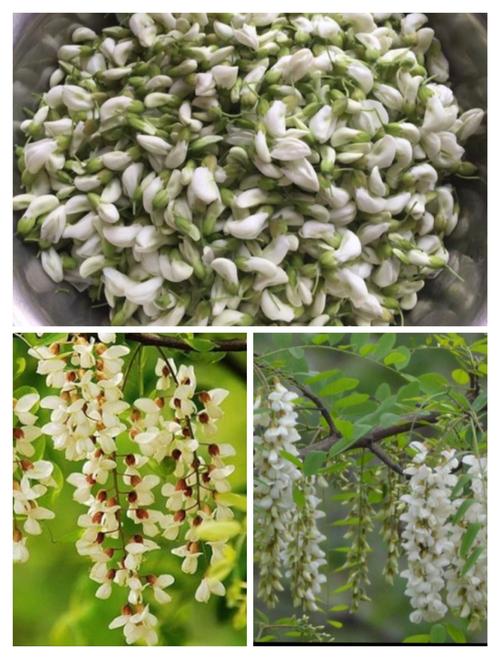 洋槐花