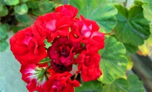 是海棠花吗?叶子黄是怎么回事?