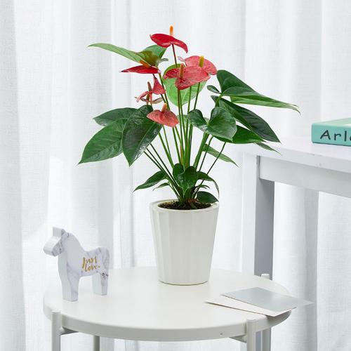 搬家送什么花合适