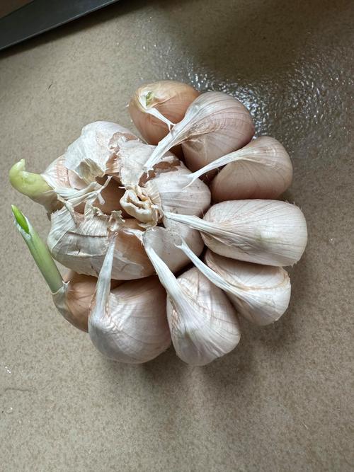 虽然天微寒,早上看到这发芽的大蒜还要外面的鸟