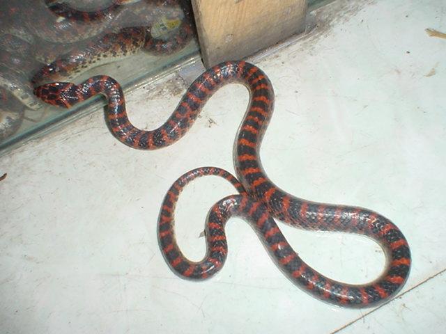 下面两条是什么蛇,有毒没