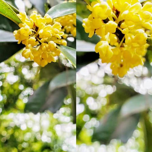 迟来的桂花,花色艳美(央广网记者 张志诚 摄)