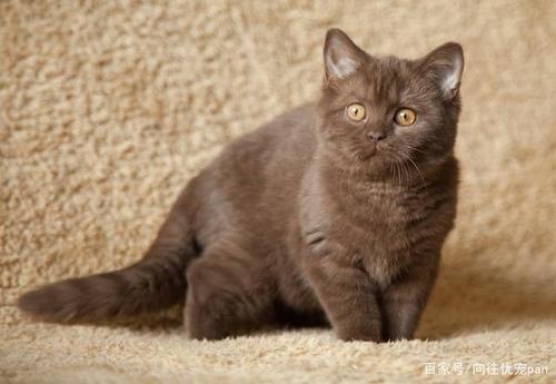 猫咪咬人怎么办,怎么教育它,英短多少钱,宠物小知识