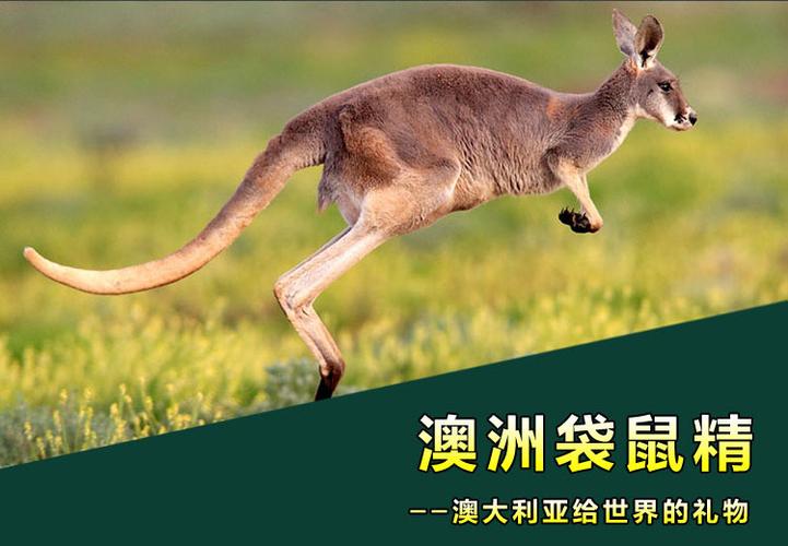 国别 澳大利亚 食品保质期 36个月 12000 【千胶百美 益维他坊袋鼠精