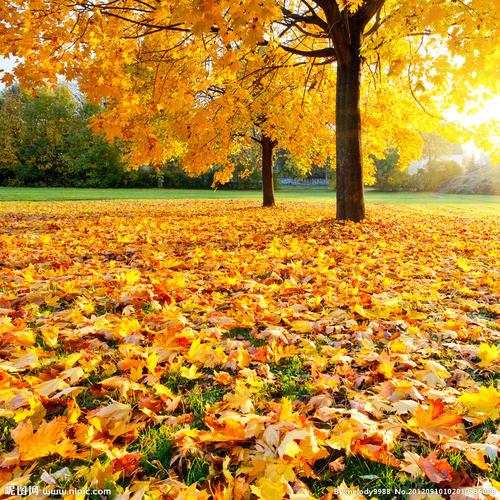 最后一片落叶作者:寇永红严冬要在树枝上抖落最后一片树叶你却要站好