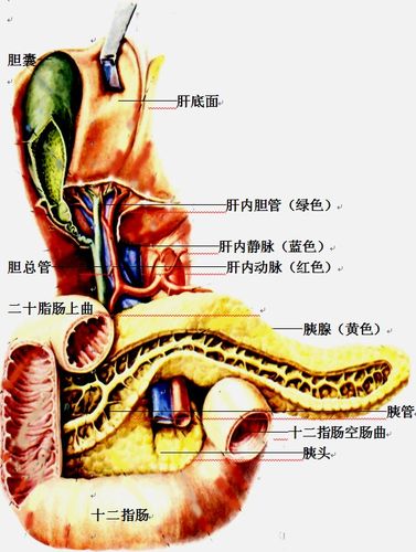 胆道,十二指肠和胰腺(前面观).