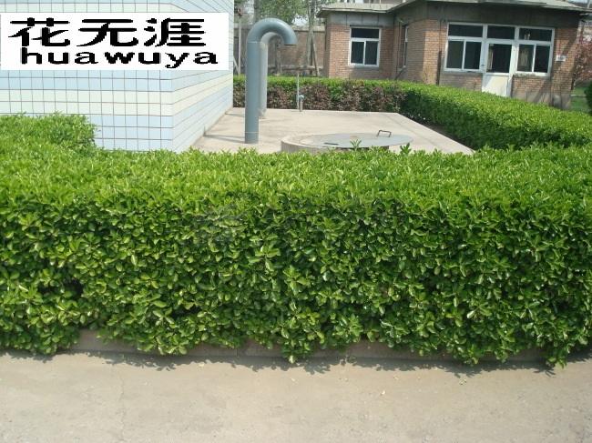 冬青小苗.常青绿篱绿化苗木(大叶黄杨)成活好