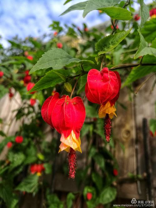红萼苘麻,蔓性风铃花,花朵俏丽丰硕,遍布在枝条上,如悬挂的灯笼.