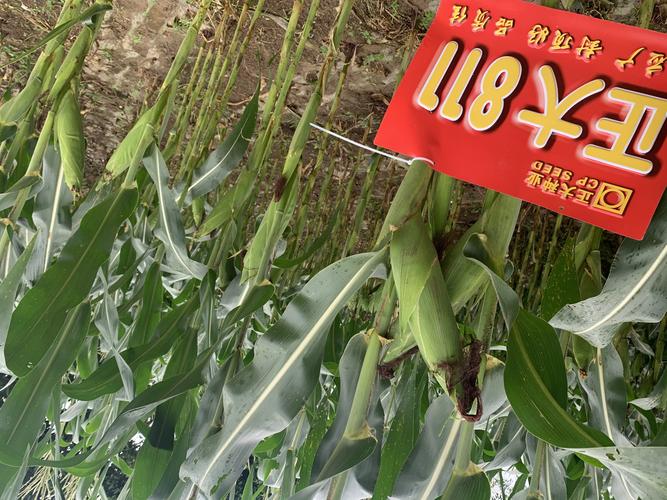 初秋,约你一起看玉米之正大811篇