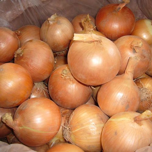 批发新鲜洋葱 新鲜蔬菜白洋葱500克 烧烤必备食材 绿色无污染