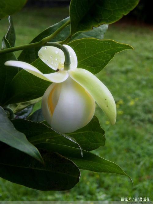 昼开夜闭的花——夜合花