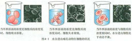 其他动物细胞的吸水和失水的原理与红细胞是一样的.