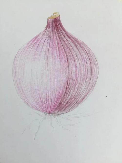 所以比容易找型 要注意把洋葱的茎部和根部画出来 然后洋葱的结构也要