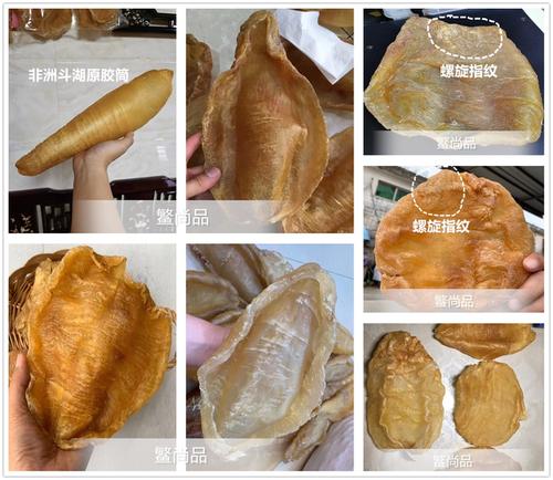 全网最全最详细的鱼胶品种大全(图解)11 - 斗湖胶