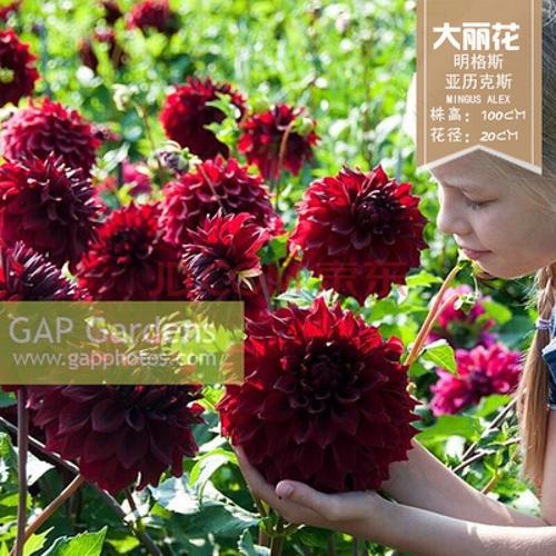 荷兰进口花卉 大丽花球根地瓜花重瓣大丽花种球庭院盆栽四季开花n