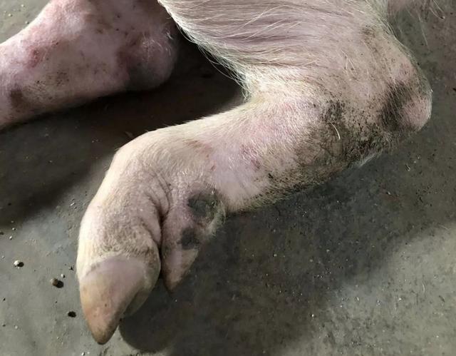 猪口蹄疫都有哪些症状?猪口蹄疫最佳治疗方法,最全面方案来了