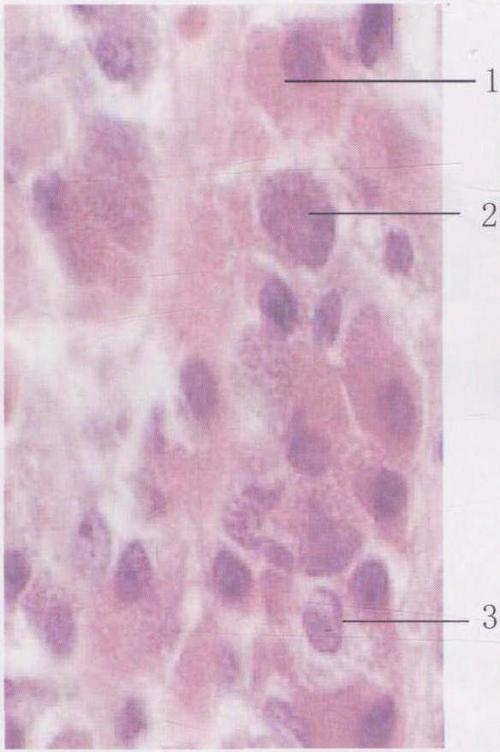 (图) 腺垂体的结构