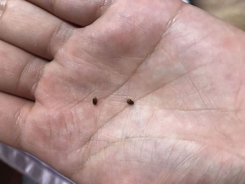 180****9558 这是烟草甲,幼虫以粮食,茶叶或干果等为食,如果是在卧室