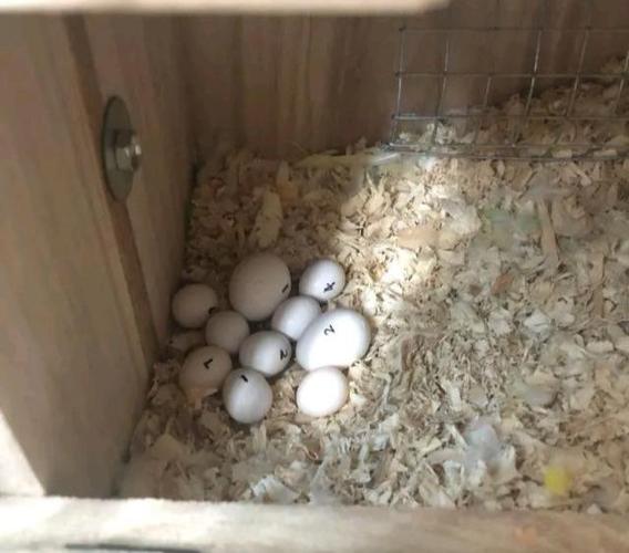 鹦鹉界的狸猫换太子,虎皮鹦鹉孵化玄凤受精蛋,居然孵化成功了