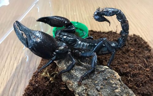 蝎子的全部相关视频_bilibili_哔哩哔哩弹幕视频网