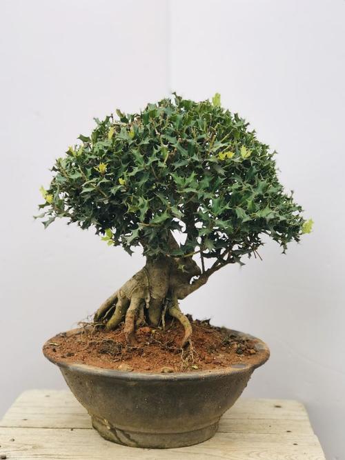 盆景 猫儿刺枸骨盆栽 桌面绿植 耐寒实物 浅灰色 带盆栽好【图片 价格