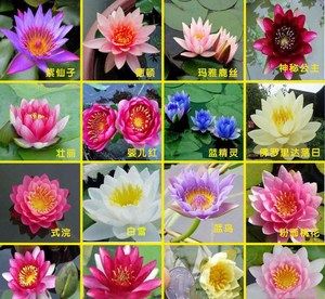 大睡莲花根块根茎