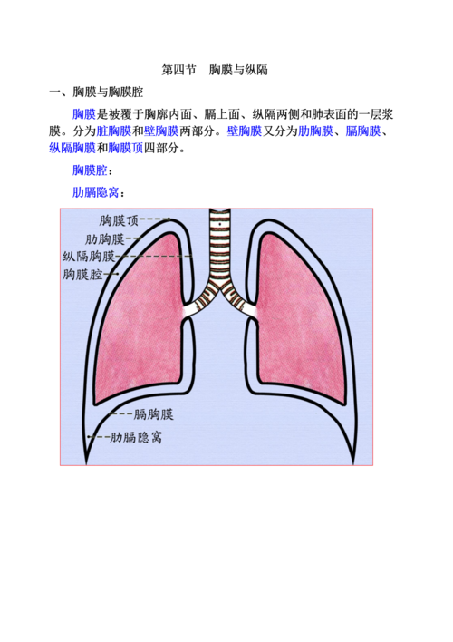 第四章第四节胸膜与纵隔docx