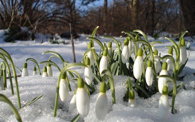 flowers snow snowdrops white flowers wallpaper