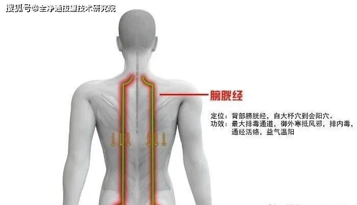 如果说要选一个全净通临床调理中最常用到的经络,那背部膀胱经当之无