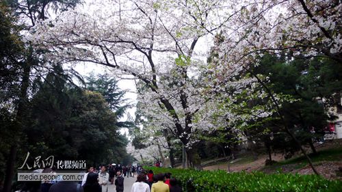 组图:武汉大学校园樱花烂漫