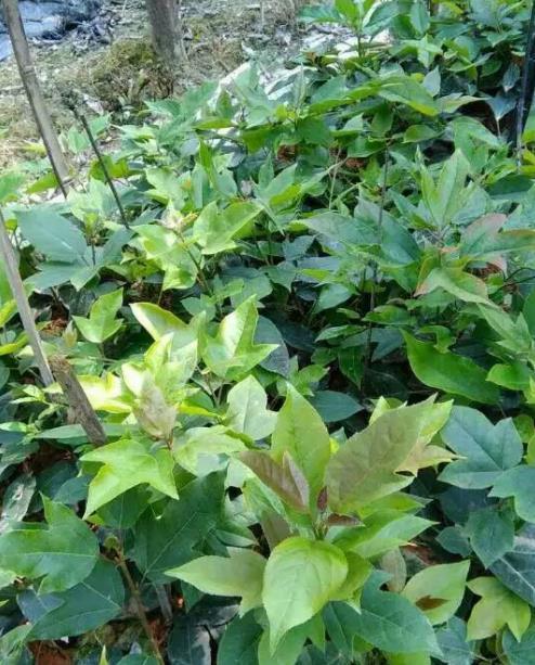 细柄半枫荷特征特性繁殖及栽培技术