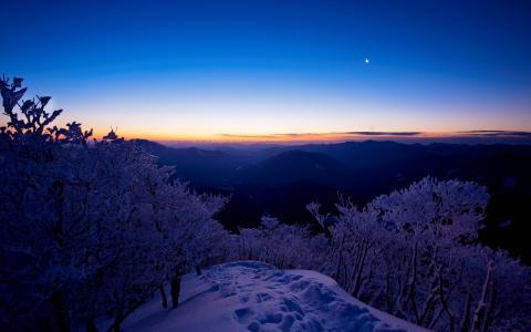 傍晚,夕阳,雪,树,冬天