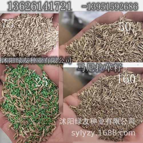 批发 马尼拉草籽 马尼拉 四季青草籽