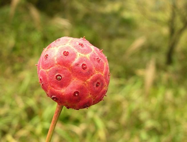 四照花