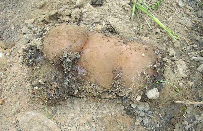 肉灵芝是什么东西?