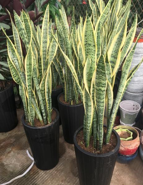 1种"料",拿来养虎皮兰,30天用一次,叶子翠绿又挺拔