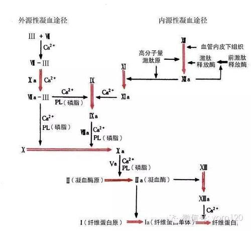 科技 正文  pt是血检前状态,dic及肝病诊断的重要指标,作为外源性凝血