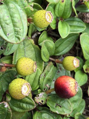 野生地稔鲜果_掌叶覆盆子_大叶覆盆子_悬钩子_颐心仁